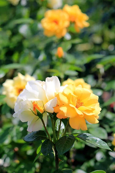 Blumen-Aufruhr im Sommerpark — Stockfoto