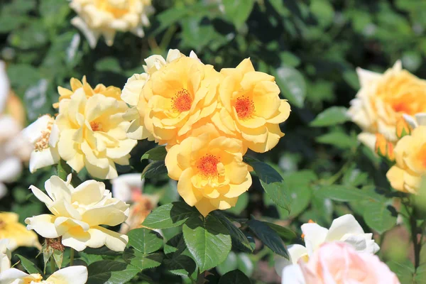 Blumen-Aufruhr im Sommerpark — Stockfoto