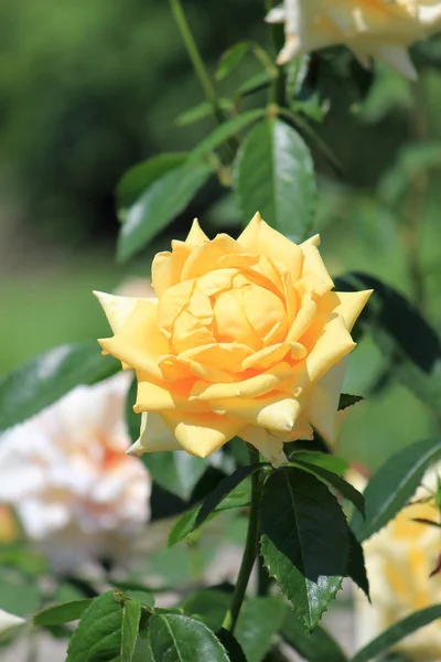 Blumen-Aufruhr im Sommerpark — Stockfoto