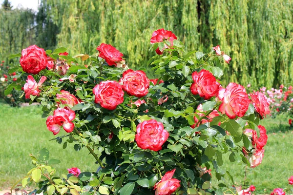 Tumulto de flores no parque de verão — Fotografia de Stock