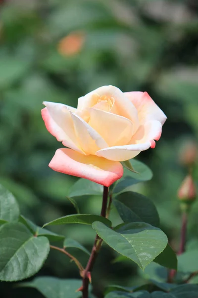 Blumen-Aufruhr im Sommerpark — Stockfoto