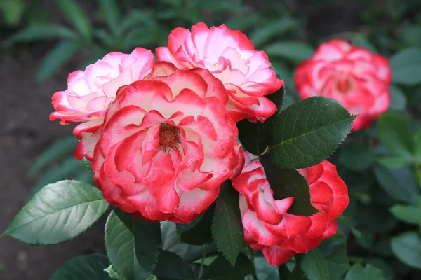 夏の公園で花の暴動 — ストック写真