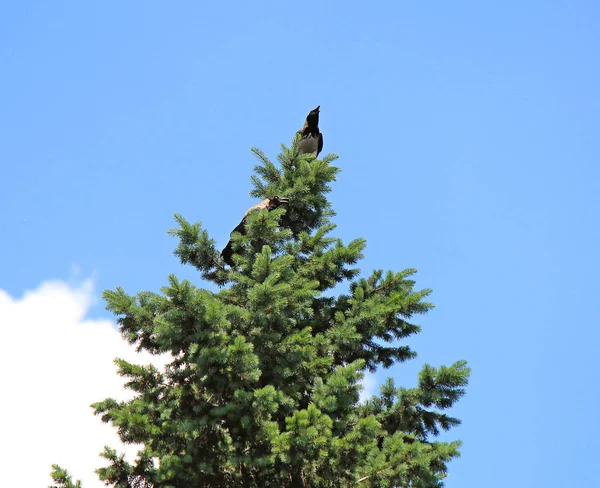 Os corvos melodiosos agradam ao mundo com o canto — Fotografia de Stock