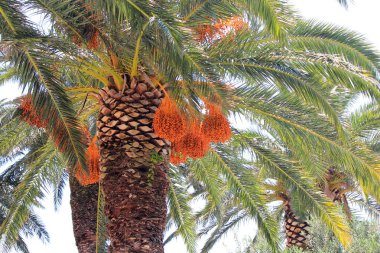 yeşil palmiye ağacının parlak tohumları