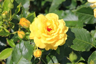 Yaz parkında çiçek isyan