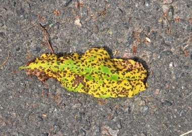 sıradışı leopar rengi ile düşmüş yaprak