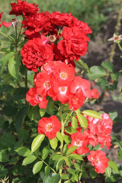 Tumulto de flores no parque de verão — Fotografia de Stock