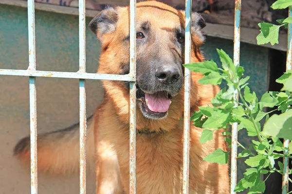 Gran perro pastor es triste en un aviario cerrado — Foto de Stock