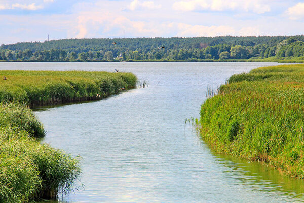 summer landscape of a lake with reeds