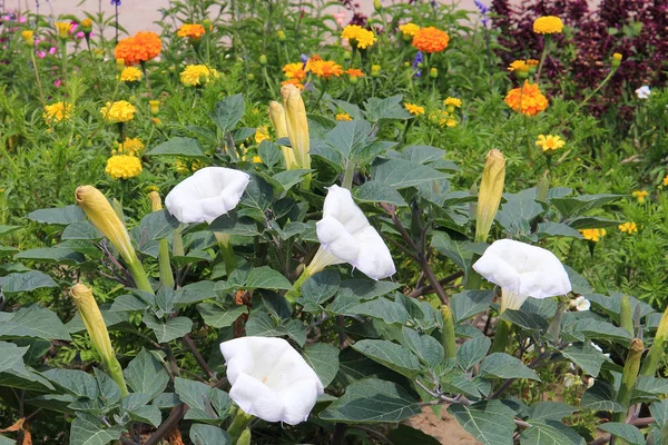 Disturbios de flores en el parque de verano — Foto de Stock