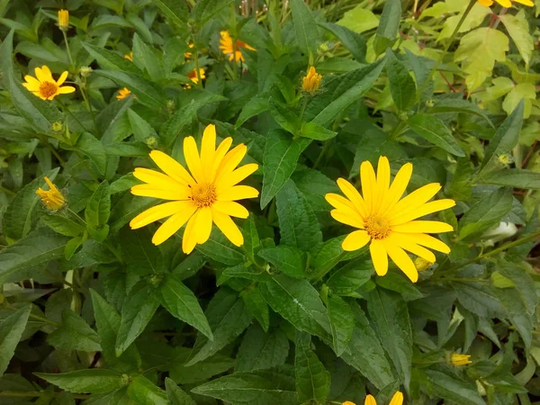 Blumen-Aufruhr im Sommerpark — Stockfoto