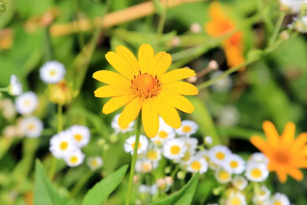 Blumen-Aufruhr im Sommerpark — Stockfoto