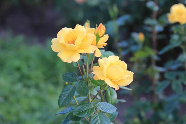 Blumen-Aufruhr im Sommerpark — Stockfoto