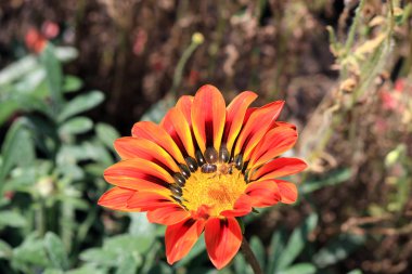 Yaz parkında çiçek isyan