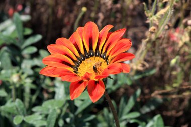 Yaz parkında çiçek isyan