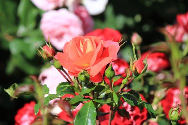 Yaz parkında çiçek isyan