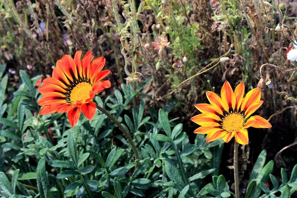 Tumulto di fiori nel parco estivo — Foto Stock