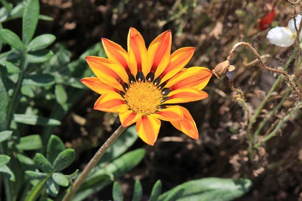 Tumulto di fiori nel parco estivo — Foto Stock