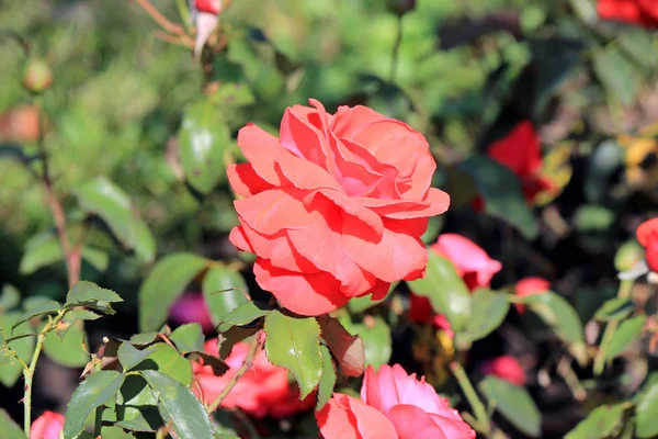 Disturbios de flores en el parque de verano — Foto de Stock