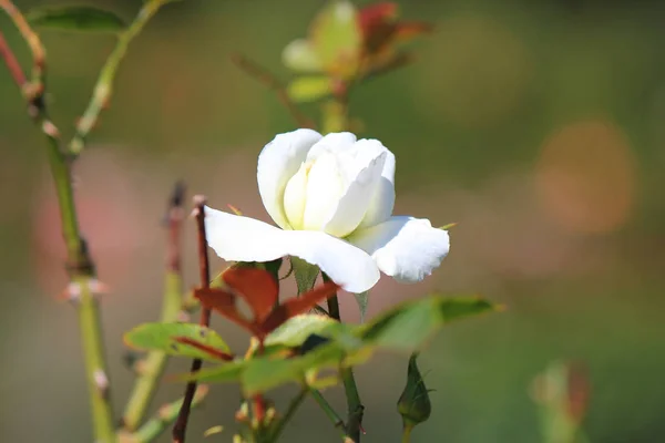 Tumulto de flores no parque de verão — Fotografia de Stock