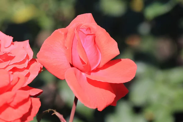 Disturbios de flores en el parque de verano — Foto de Stock