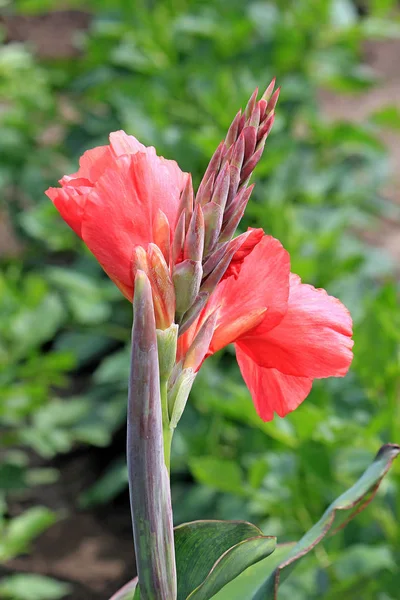 Tumulto di fiori nel parco estivo — Foto Stock