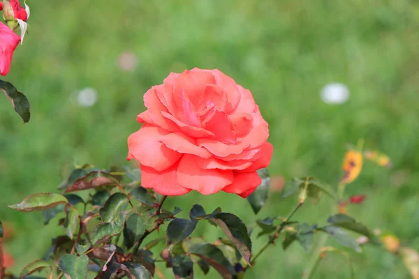 Blumen-Aufruhr im Sommerpark — Stockfoto