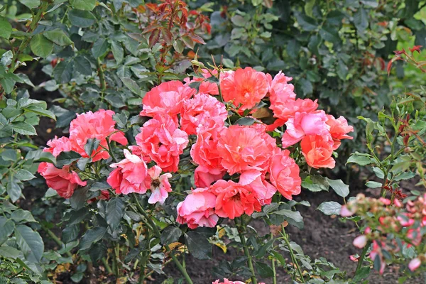 Tumulto de flores no parque de verão — Fotografia de Stock