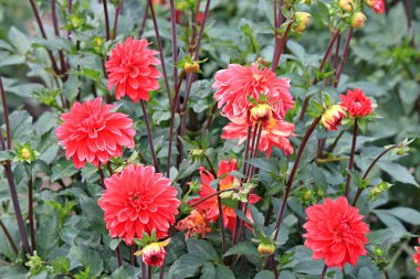 Yaz parkında çiçek isyan