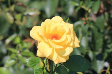 Yaz parkında çiçek isyan