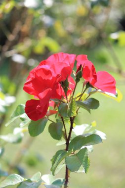 Yaz parkında çiçek isyan