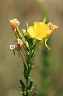 yaz aylarında sevimli çayır çiçekleri