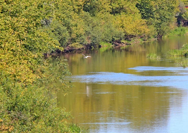 Garza vuela sobre la superficie del agua —  Fotos de Stock