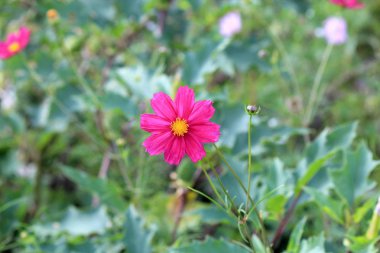 Yaz parkında çiçek isyan