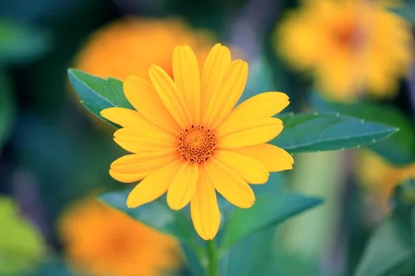 Blumen-Aufruhr im Sommerpark — Stockfoto