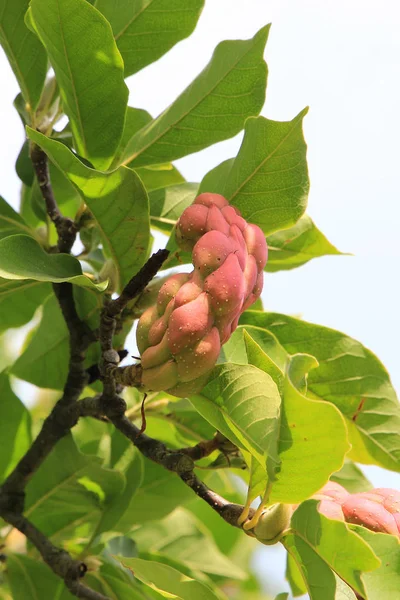 Exotic southern tree fruits — Stock Photo, Image