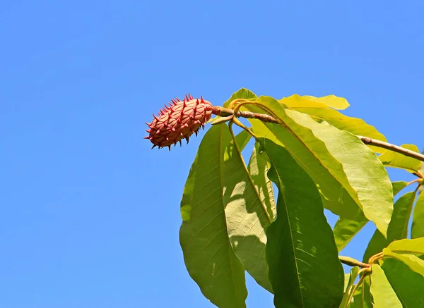 Frutti esotici dell'albero meridionale — Foto Stock