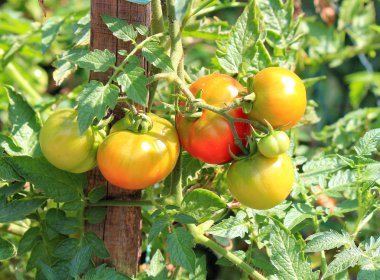 bir yaz bahçesinde olgun lezzetli domates hasat