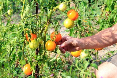 bir yaz bahçesinde olgun lezzetli domates hasat