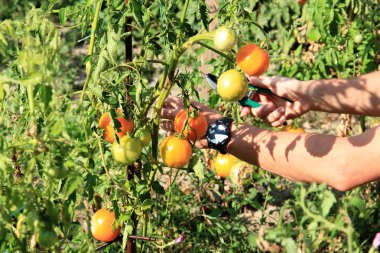 bir yaz bahçesinde olgun lezzetli domates hasat