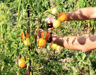 bir yaz bahçesinde olgun lezzetli domates hasat