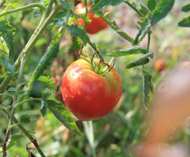 bir yaz bahçesinde olgun lezzetli domates hasat
