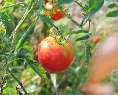bir yaz bahçesinde olgun lezzetli domates hasat