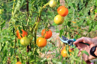 bir yaz bahçesinde olgun lezzetli domates hasat