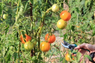 bir yaz bahçesinde olgun lezzetli domates hasat