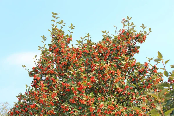 Eberesche — Stockfoto