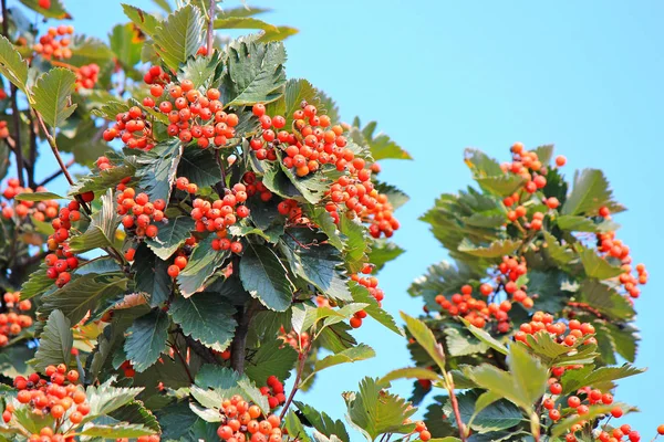 Rowan... — Fotografia de Stock