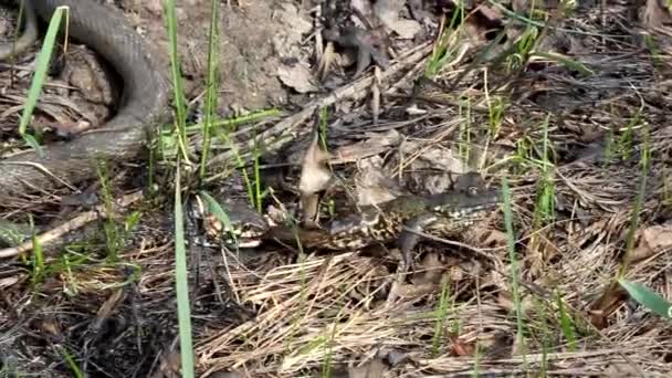 Terrible Snake Hunting Frog — Stock Video