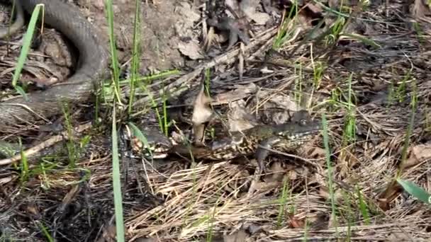 terrible serpent chasse une grenouille 