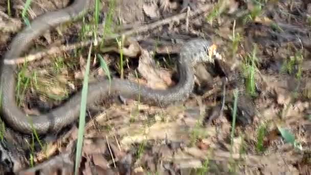 Terrible Snake Hunting Frog — Stock Video